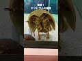 カブトガニの裏側見てしまった#shorts