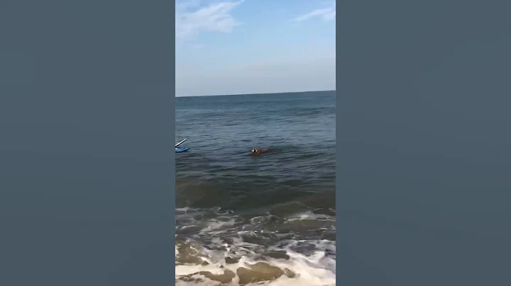 Marilyn the Dewey Beach wave jumping dog, a way of...