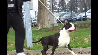 Go Go Geronimo Amazing Amstaff
