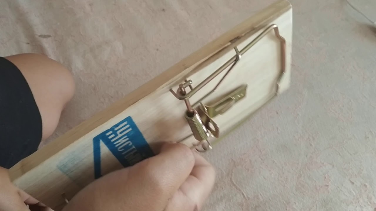 Как зарядить мышеловку деревянную пошаговая инструкция видео и фото Как зарядить мышеловку деревянную пошаговая инструкция видео и фото