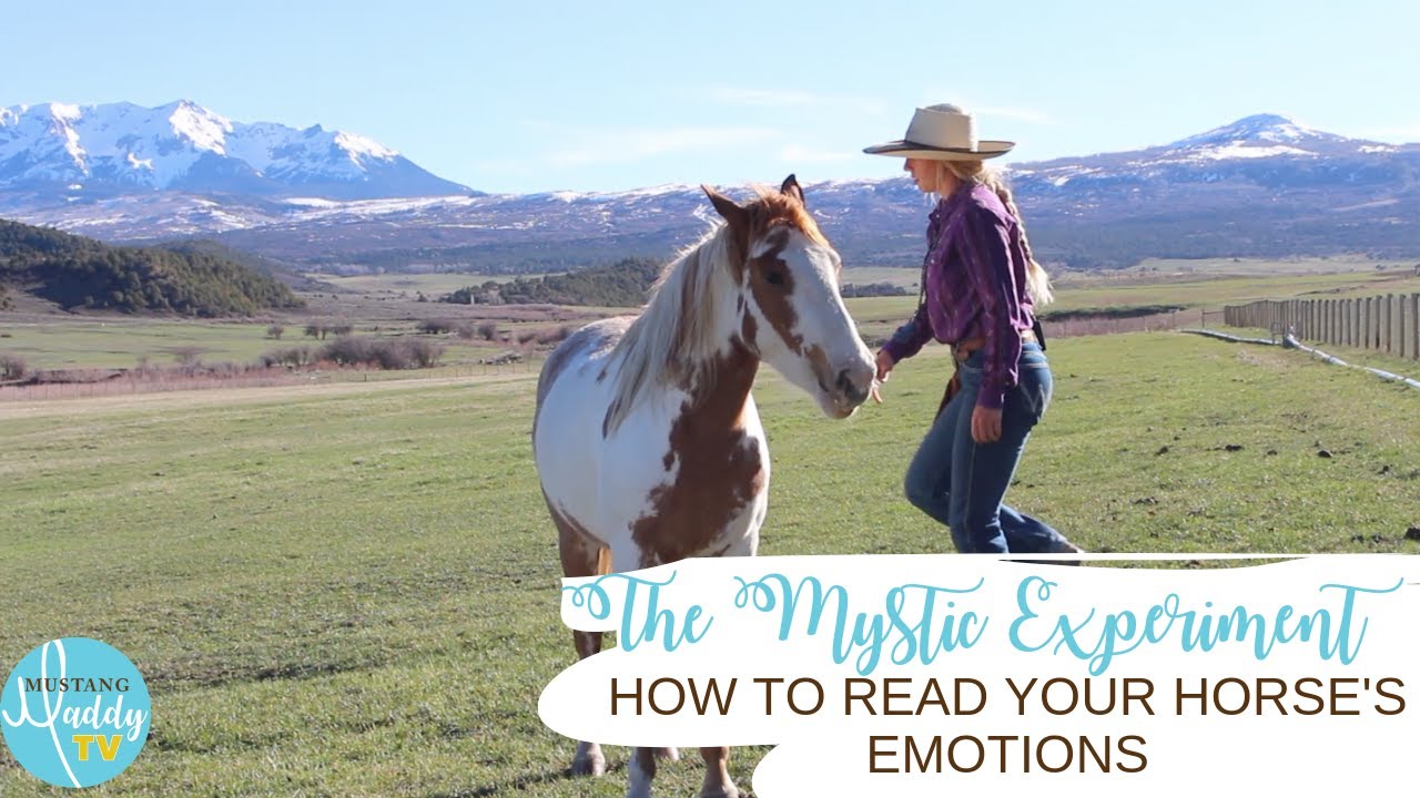 How to Read Your Horse's Emotions YouTube