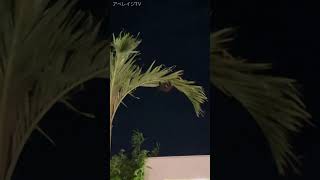 【衝撃】沖縄で見たオオコウモリ #shorts