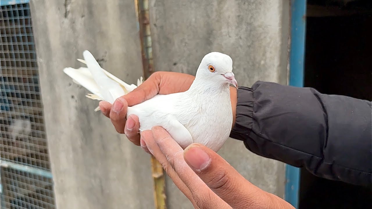 🕊️मोगा से जतिन्दर सिंग के घर से 35 कबूतर उड़ान की गारंटी के साथ बिक्री के लिए उपलब्ध है(8544852583)