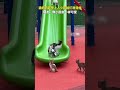 猫妈妈趁早上人少带娃们滑滑梯，网友：像小朋友一样可爱。