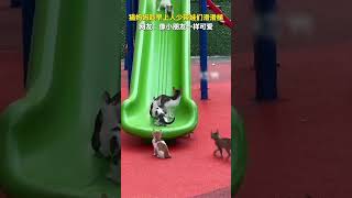 猫妈妈趁早上人少带娃们滑滑梯，网友：像小朋友一样可爱。