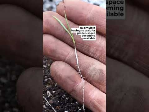 Video: Container gulerødder: Sådan Container Grow Carrots