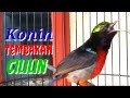 Masteran Kolibri Ninja Konin Gacor Tembakakan Cililin Buat Masteran Tipang Kicau Mp3 - Mp4 Download