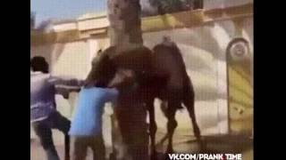 Верблюд чуть не откусил голову