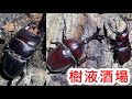 【クワガタ採集】樹液場にはカブトムシやクワガタの他にも色んな昆虫が集まってきます！