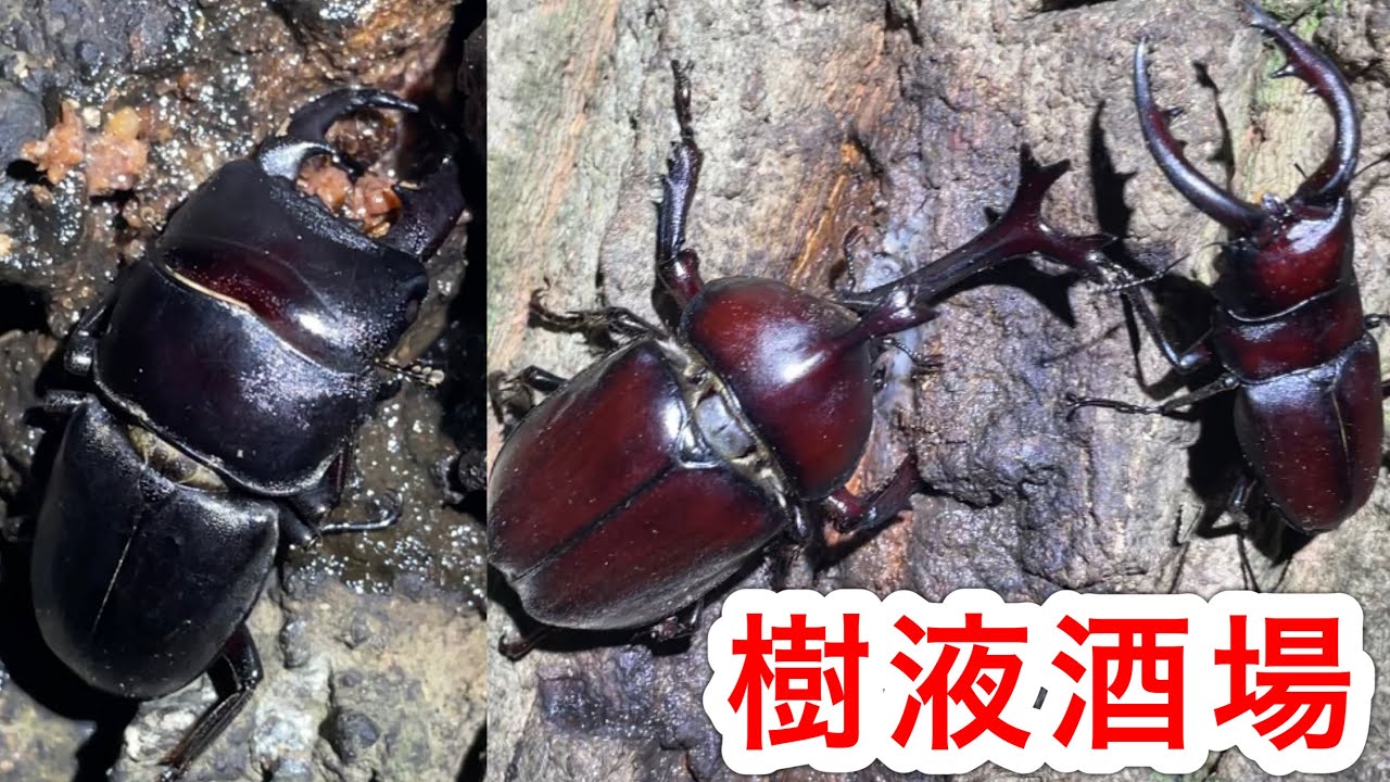 【クワガタ採集】樹液場にはカブトムシやクワガタの他にも色んな昆虫が集まってきます！