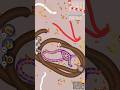Worms Zone Io snake game slither snake game #wormszone #shortsfeed #wormswmd #slithersnake #shorts