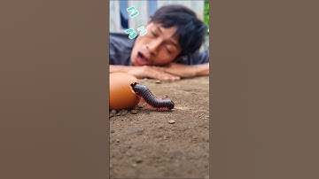 Sweet dreams, he fell into a deep sleep just as the millipede finally appeared before him #millipede