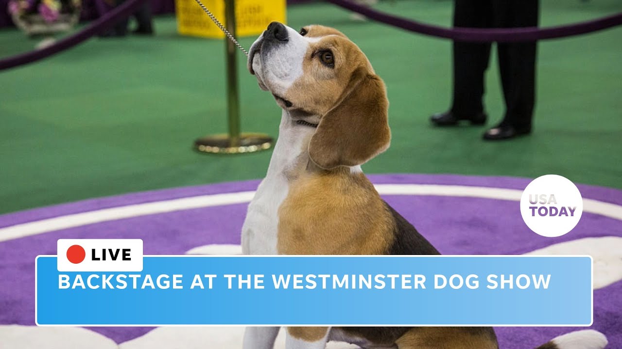 Westminster Dog show backstage live behind the scenes