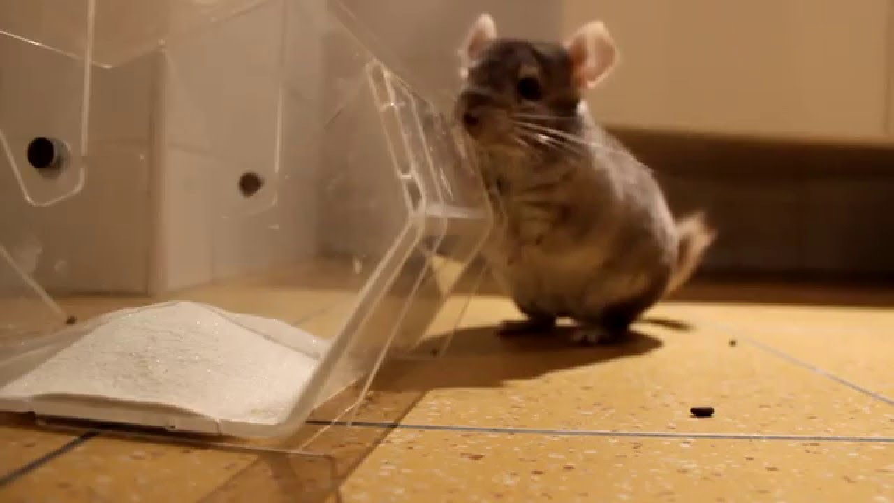 Chinchillas dust bath YouTube