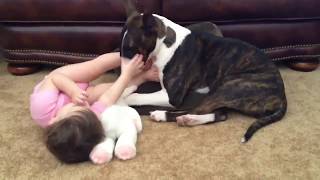 Perros Bull Terrier Y Bebes Adorables En Colección Divertida Video Hd.
