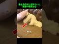 暴れる子犬に起きていたのはまさかの事だった