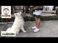 Samoyed ( Basic Obedience) | HuskyTrip