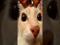 GATO PENDEJO SE ASUSTO EN JUEGO DE TERROR #funny #memes #viralvideo #terror #miedo #humor