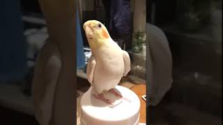 if youre a birdie and you know it