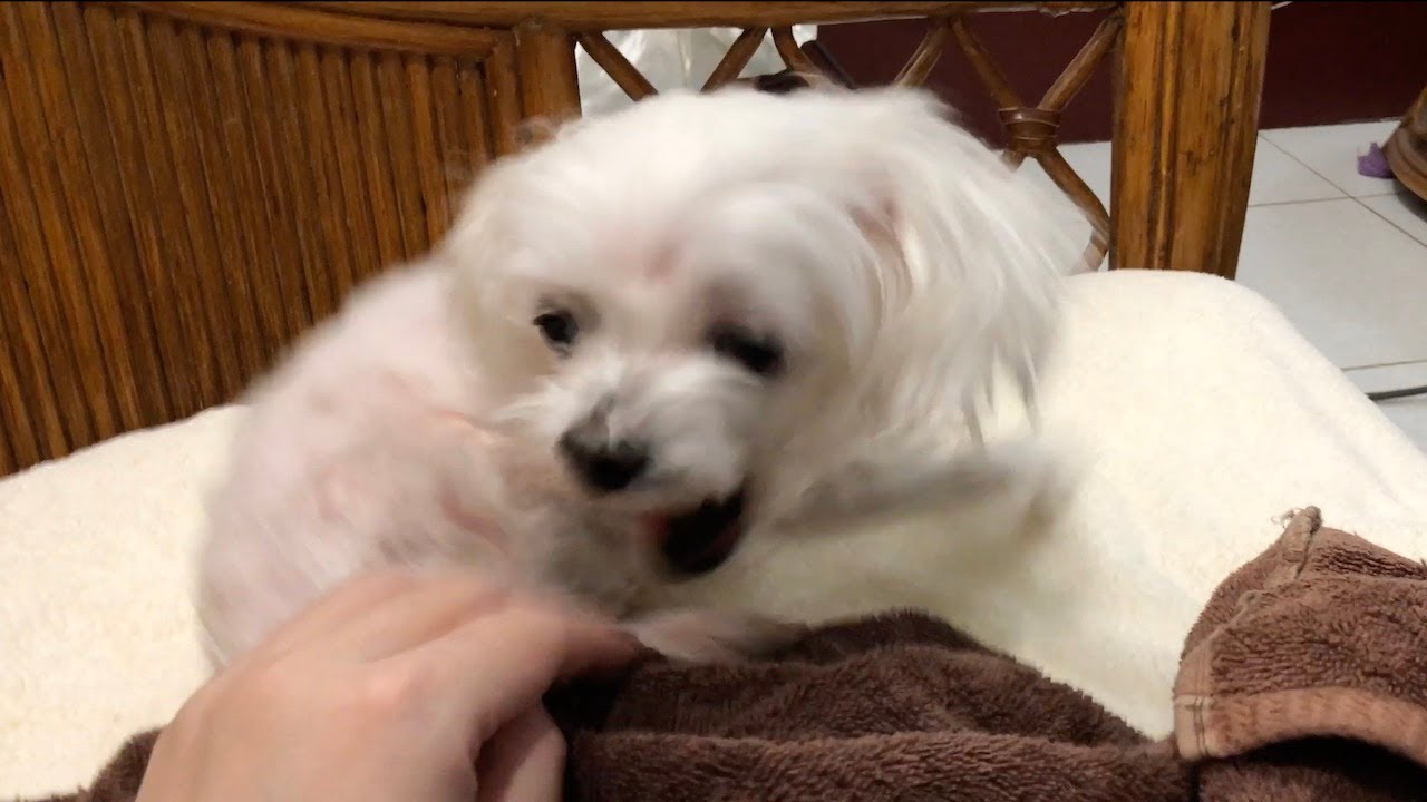 Coco loosing the temper and attack (Maltese Dog Heart Disease / CHF)