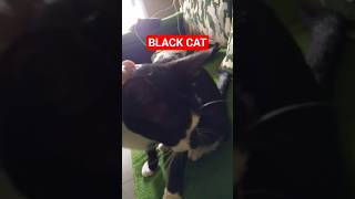 Download Lagu BLACK CAT #cats MP3