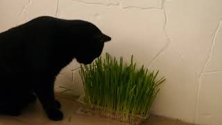 Kat eet vers gegroeid vitakraft kattengras