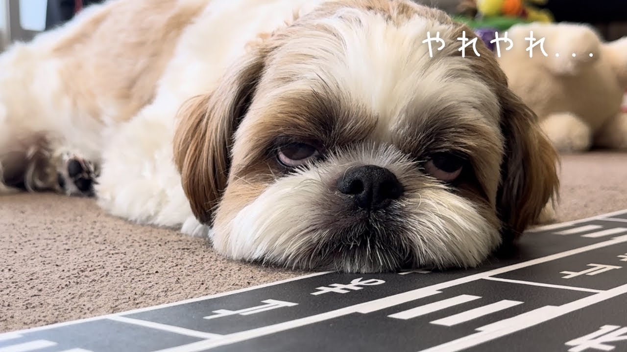 ☆受付☆シーズー・柴犬 Shih Tzu] 