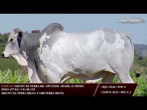 LOTE 14   EPCO 3256