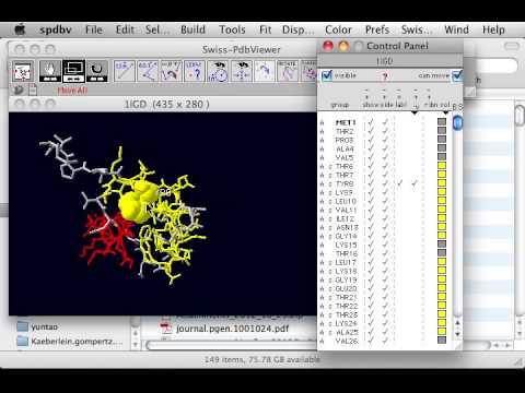 Visualizing protein structure in SwissPDBViewer (1)
