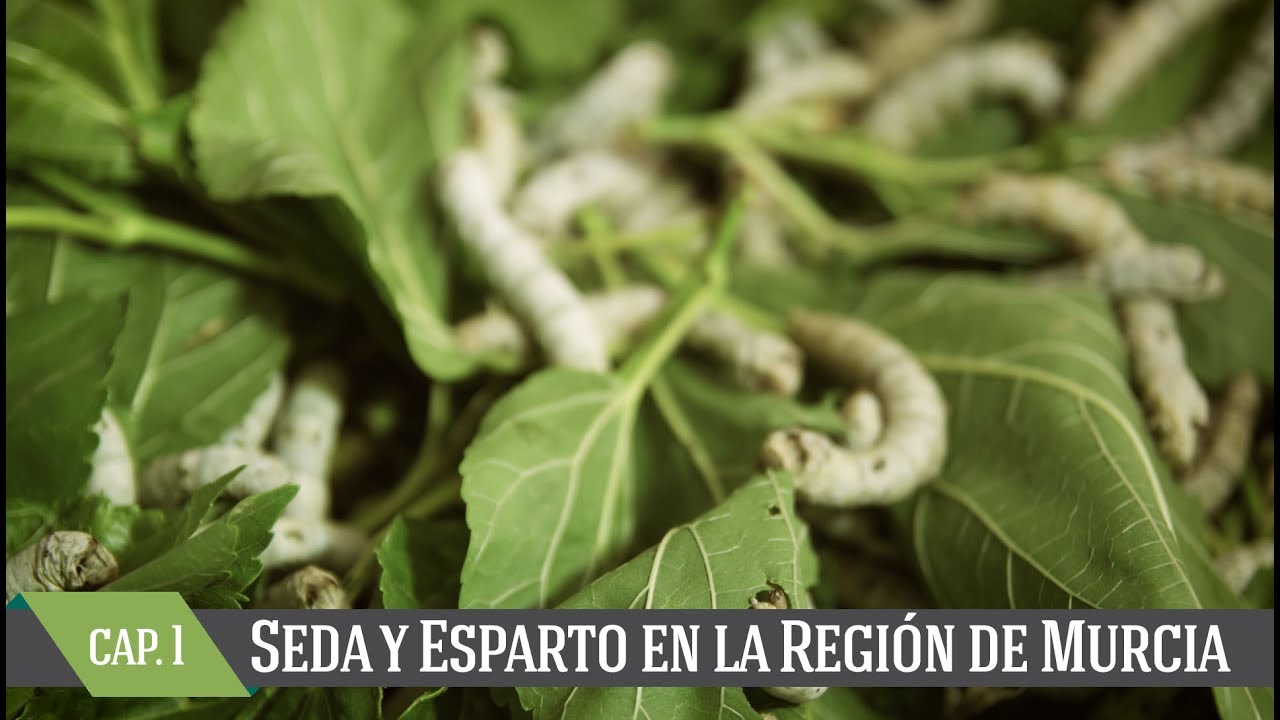 Seda y Esparto en la Región de Murcia. Capítulo 1 - La cría del gusano de seda