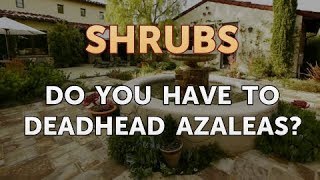 Do You Have to Deadhead Azaleas