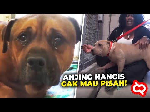 Video: Foto Anjing Penampungan Yang Ditinggalkan Menghasilkan Kesempatan Kedua