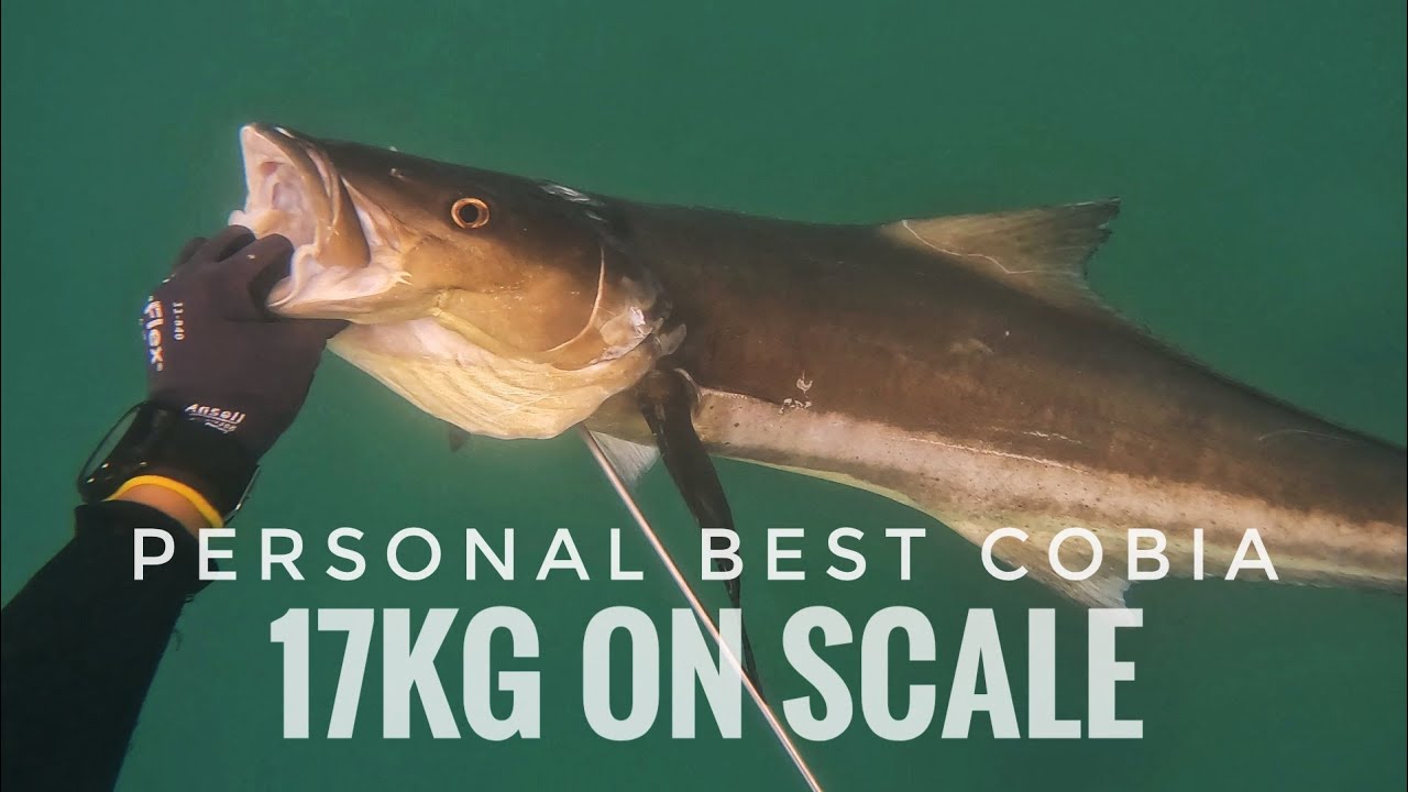 PERSONAL BEST || COBIA || 17KG ON SCALE || CEBU SPEARFISHING