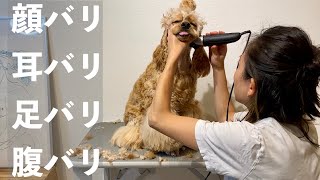 【決定版】プロがバリカンで自宅トリミング　足裏バリ・尻尾バリも　アメコカとトイプードル　American Cocker Spaniel &Toy Poodle