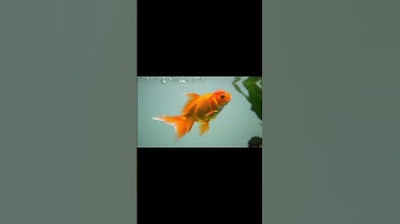 The Goldfish Memory Myth EXPOSED 🐟🧠 (It’s Not 3 Seconds!)