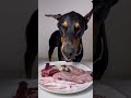 ASMR🔥生肉を食べるドーベルマン🥩#ドーベルマン　#doberman #dogasmr #asmr #咀嚼音 #犬ご飯　#mukbang #rawfood #dogmukbang #犬の咀嚼