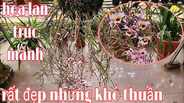 Cách thuần lan trúc mành ở đồng bằng, lan trúc mành ra hoa tháng mấy | trồng lan ban công
