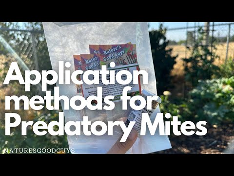 The easiest way to get rid of spider mites!