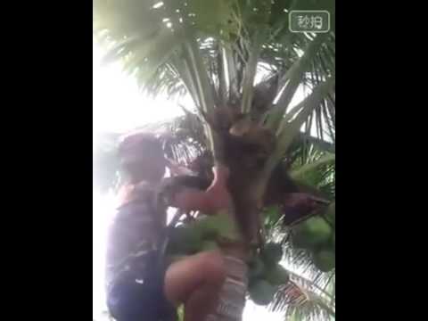 Singa ketawa,, bikin perut sakit😲😀😄😄😄