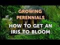 How to Get an Iris to Bloom