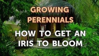How to Get an Iris to Bloom