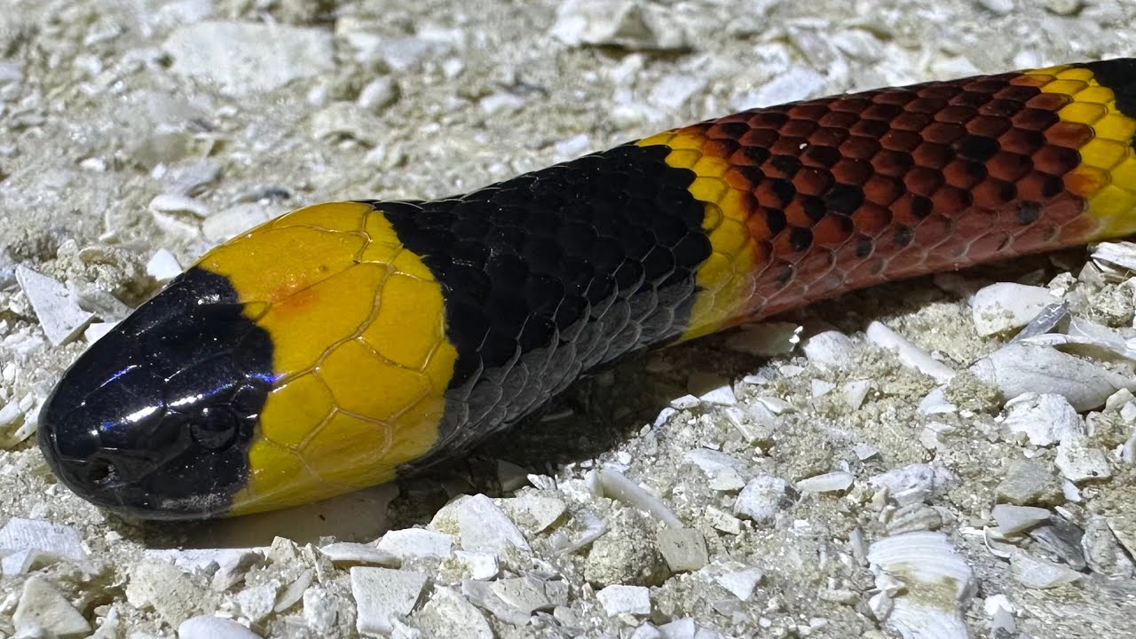 Que tan PELIGROSA es la serpiente coral realmente?