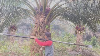 PANEN SAWIT RAJA OBROK DI SERTAI KABUT ASAP
