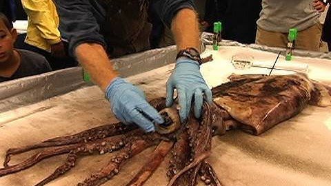 Dissecting the Humboldt Squid