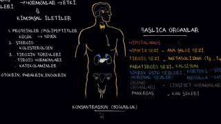 Endokrin Sisteminin Davranış Üzerindeki Etkileri, 2. Bölüm (Sağlık ve Tıp) (Psikoloji / Davranış)
