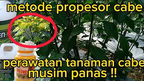 METODE PROPESOR CABE ll CARA MERAWAT TANAMAN CABE MUSIM PANAS !! @Ardana-Pt