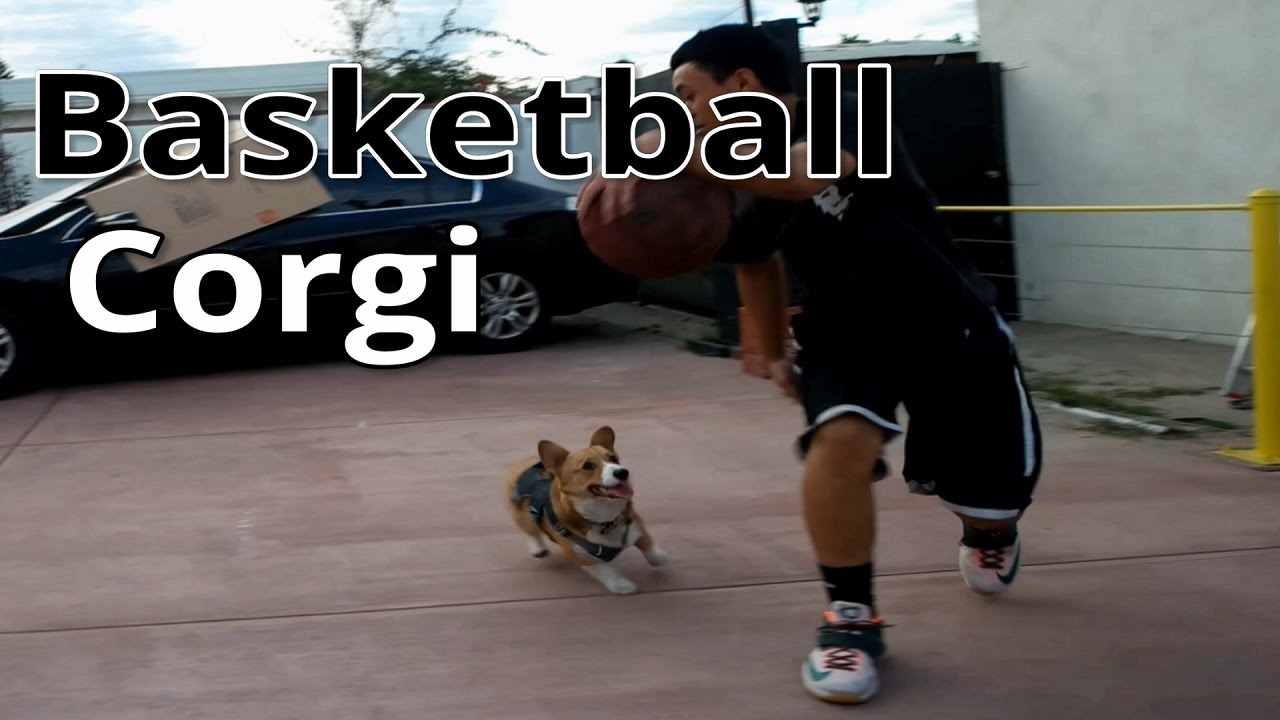 My dog playing Basketball (he can play some defense!) YouTube