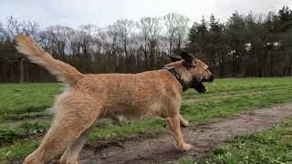 Border Terrier Woody op de Rucphense Heide by Border Terrier Tube (BTT) 366 views 2 months ago 1 minute, 5 seconds