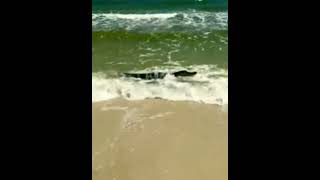 شاهد تمساح يستولي على شاطئ الاباما الأمريكي لنفسه من اجل الاستجمام والمتعه