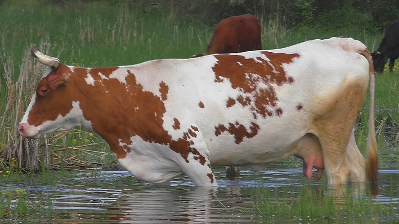 Рыбалка  Как ловить на поплавок ,когда на дне трава. My fishing